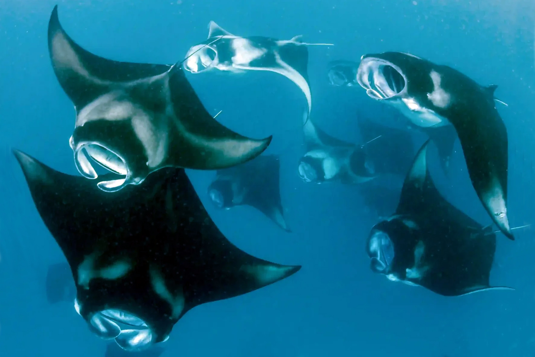 Скаты-манты