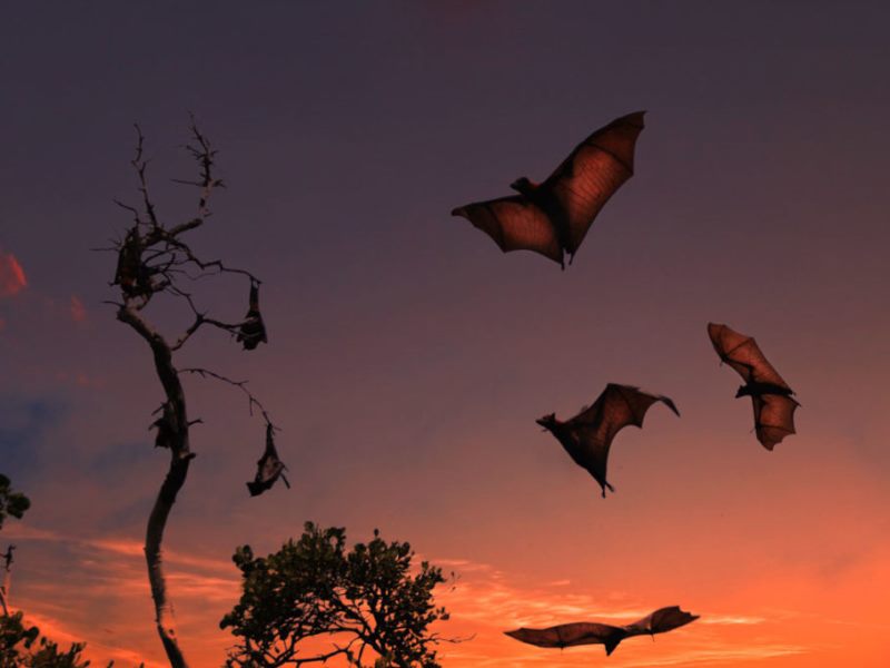flying foxes