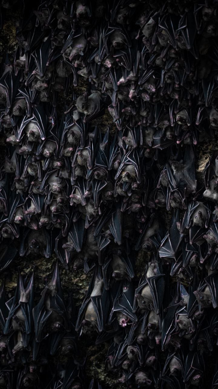 Храм с летучими мышами Гоа Лавах