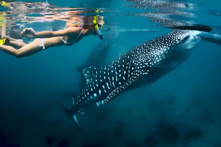 Snorkeling with whale sharks