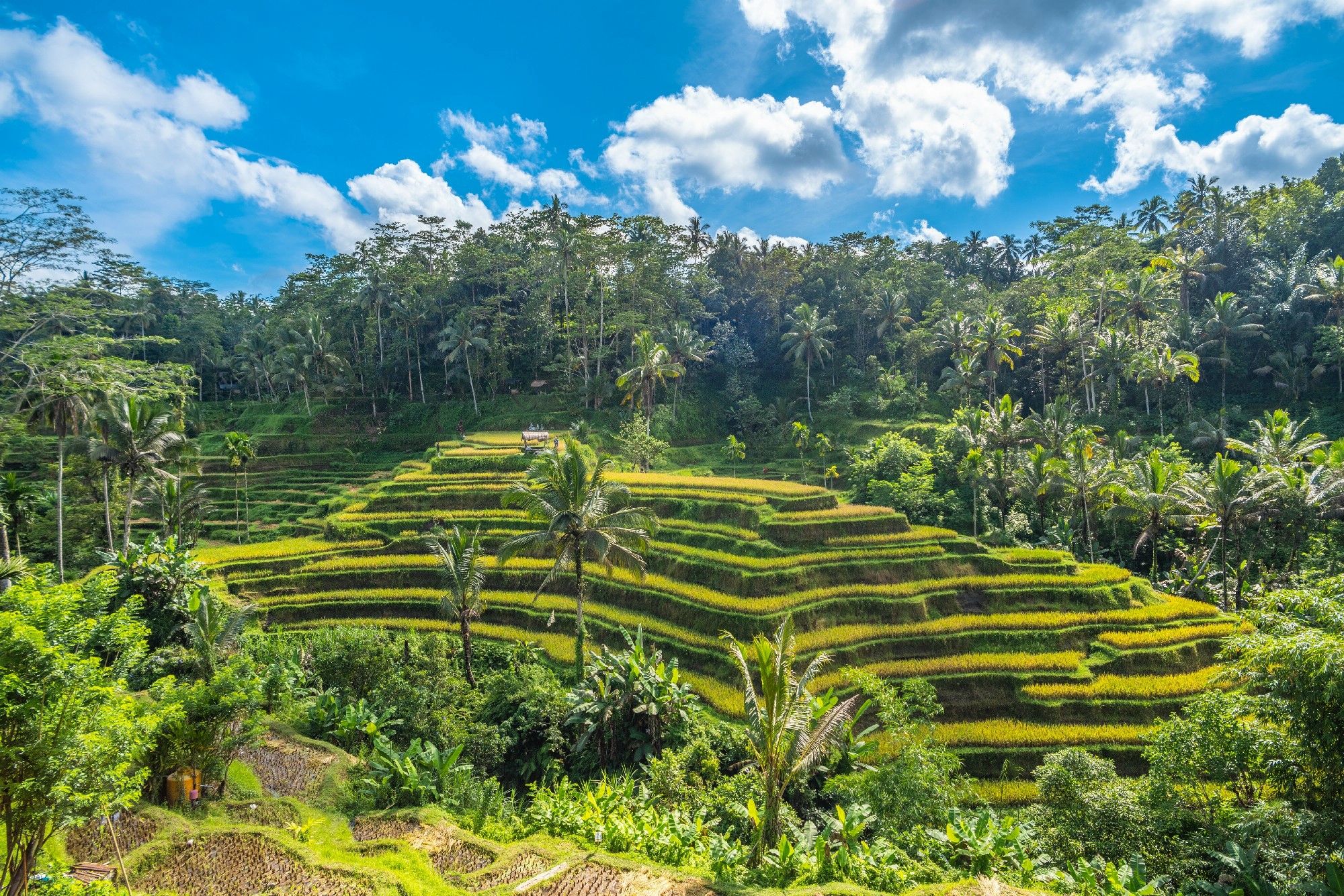 rice terraces