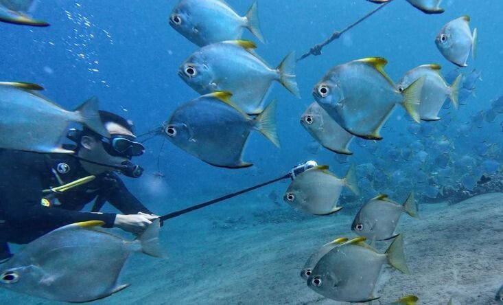 Diving