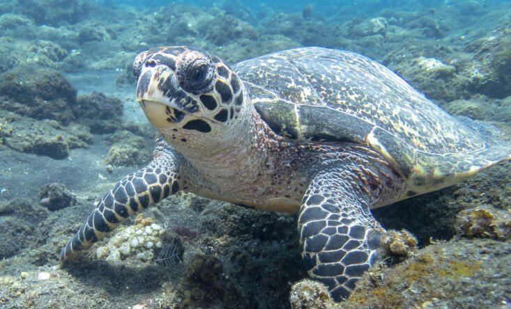 Turtles