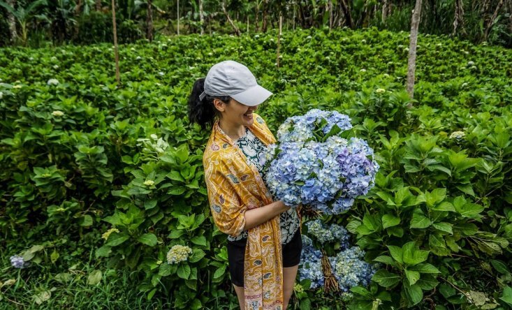 the hydrangeas fields