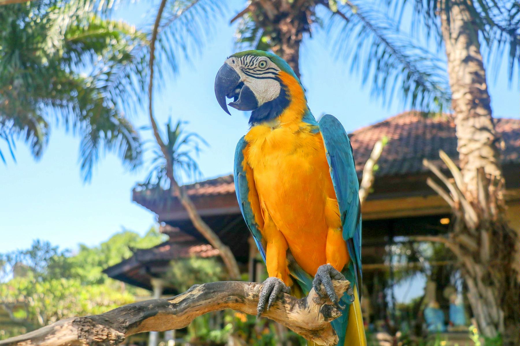 Bird and Reptile Park