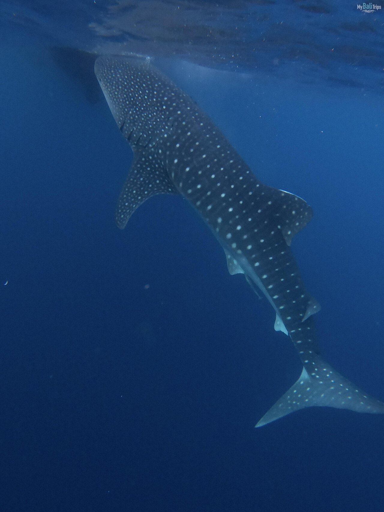 Whale sharks