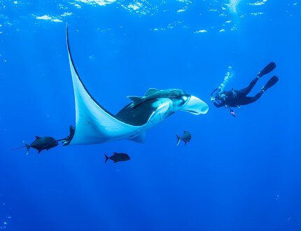 Снорклинг с мантами