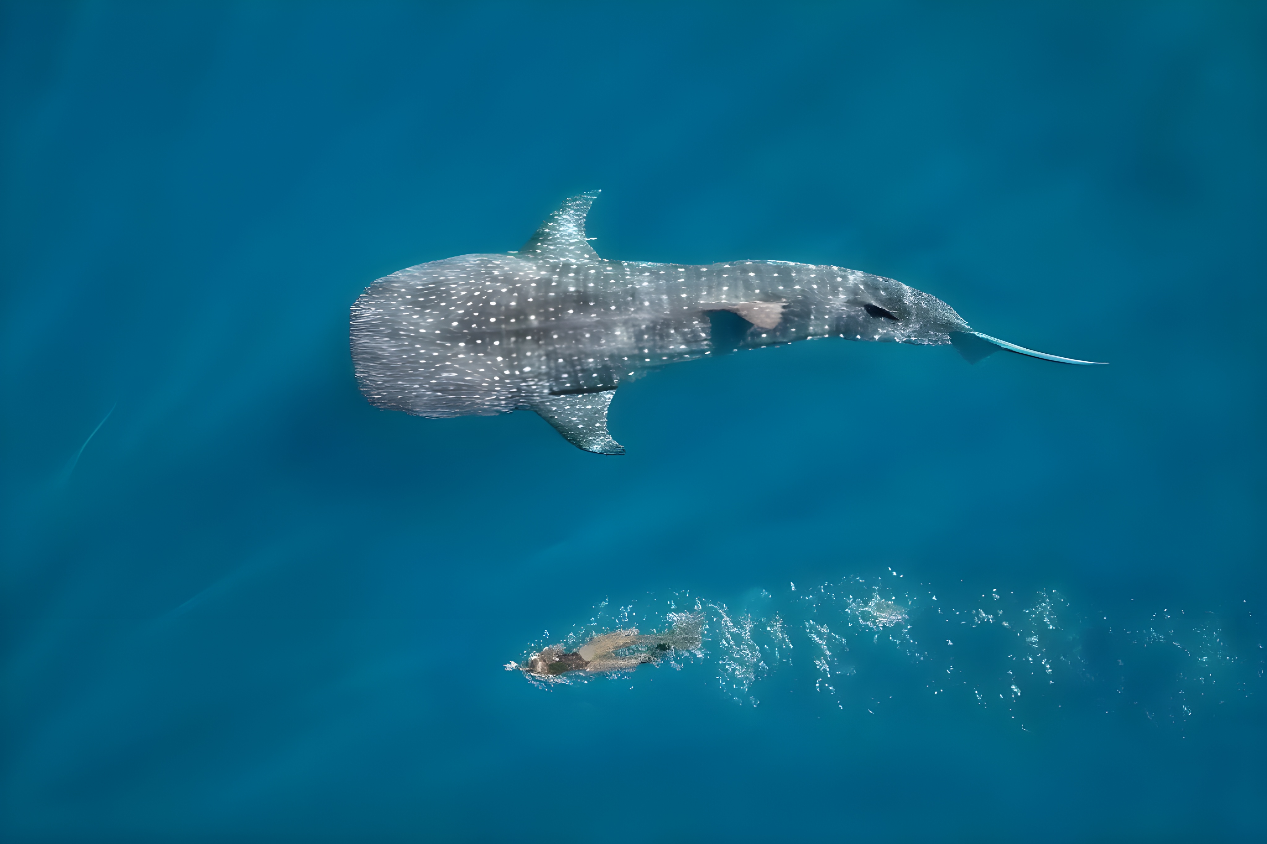 plongée en apnée avec les requins baleines