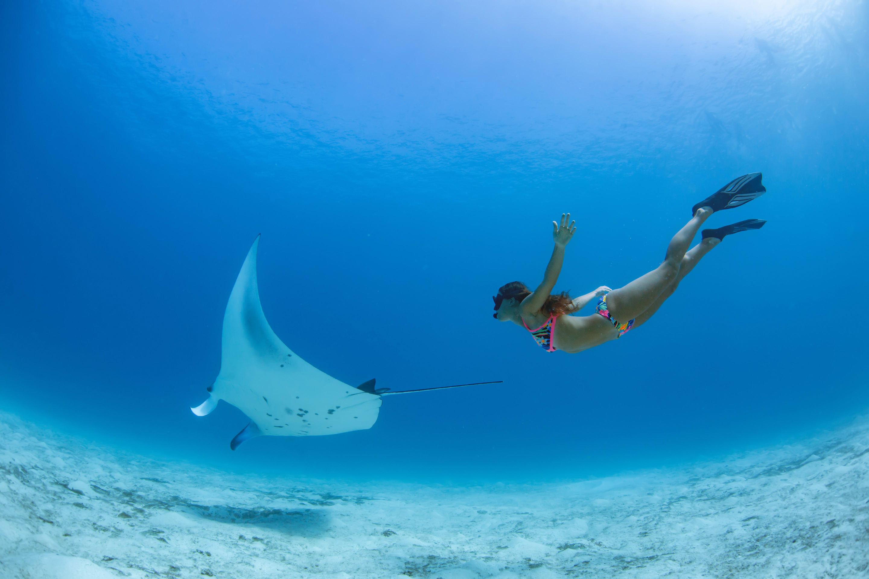 Snorkeling with manta rays