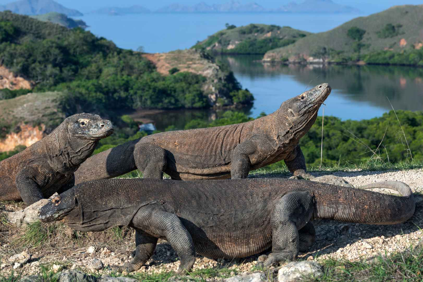 Komodo dragons Komodo dragons