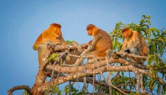 Tanjung Puting National Park Tanjung Puting National Park
