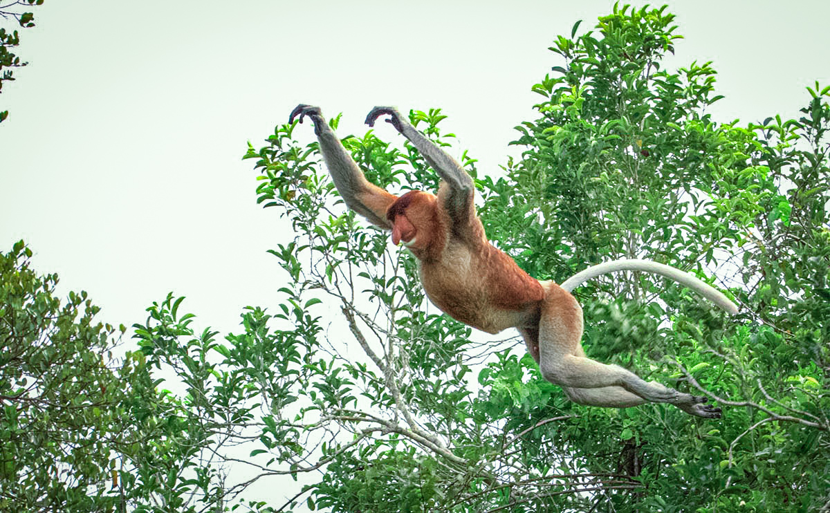 Animaux du parc national de Tanjung Puting