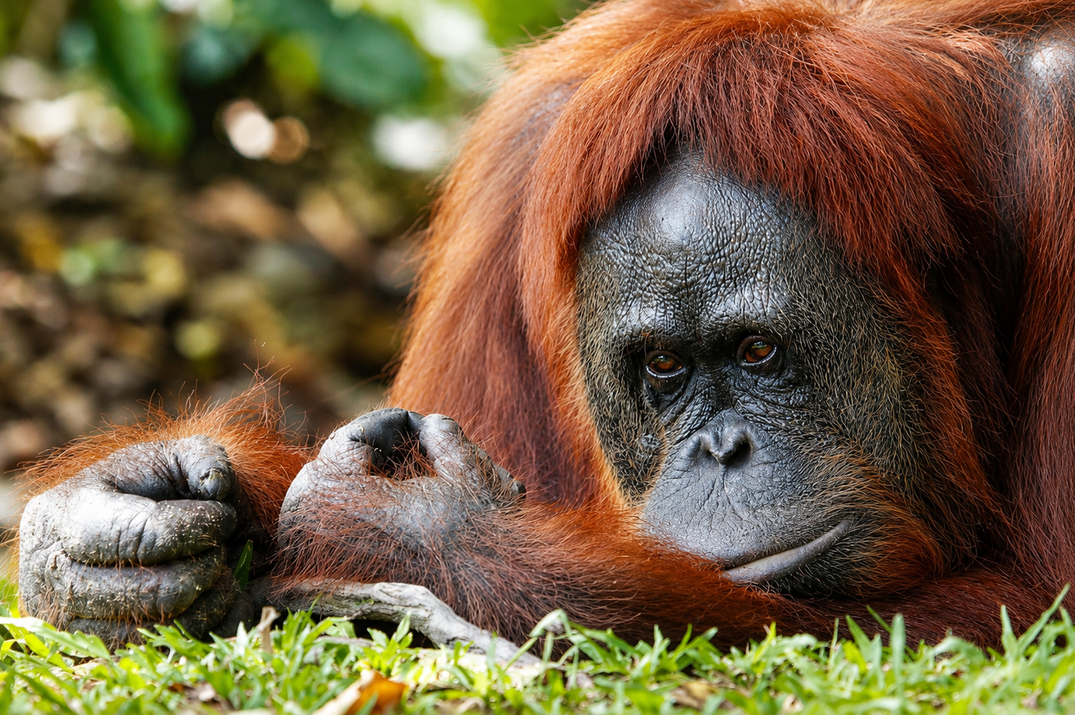 Orang-outan dans le parc national de Tanjung Puting Orang-outan dans le parc national de Tanjung Puting