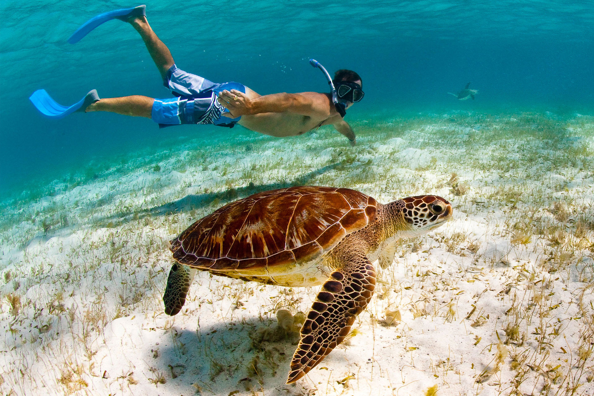 plongée en apnée avec les tortues