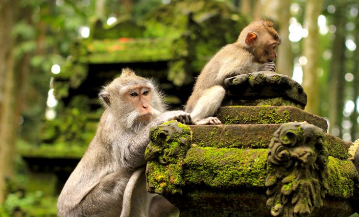 Monkey Forest