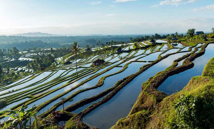 Jatiluwih rice terrace