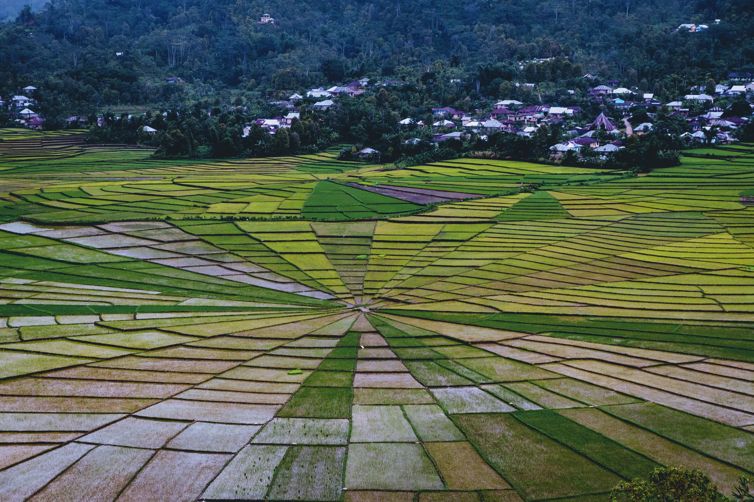 Lingko Spider Web Rice Fields