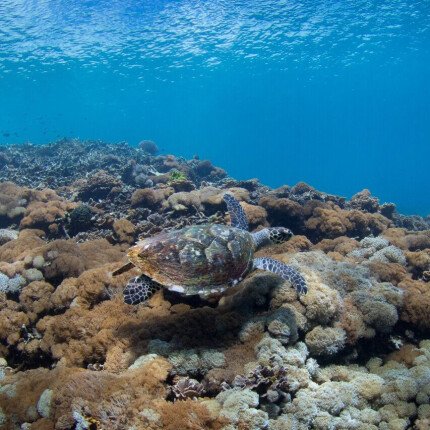 Schnorcheln für Gäste von Nusa Penida