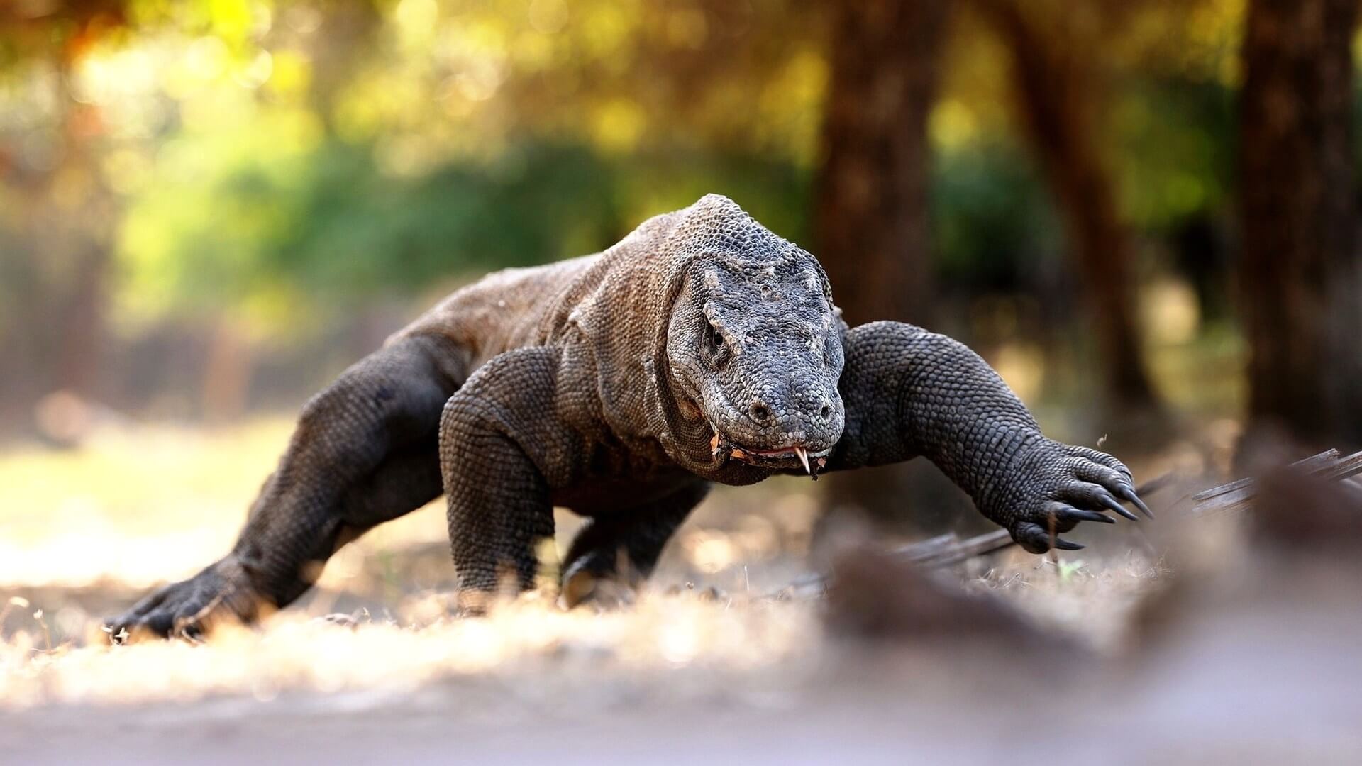 Parque Nacional Komodo