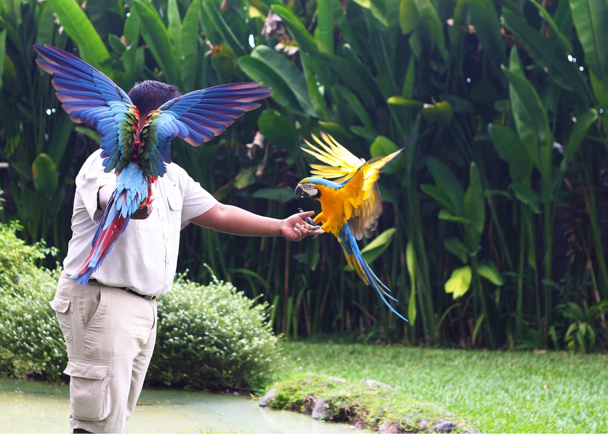 Parque de Aves y Reptiles de Bali