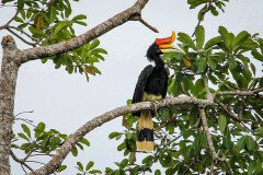 Vogel im Tanjung Puting Nationalpark Vogel im Tanjung Puting Nationalpark