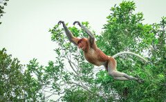 Tiere im Tanjung Puting Nationalpark Tiere im Tanjung Puting Nationalpark