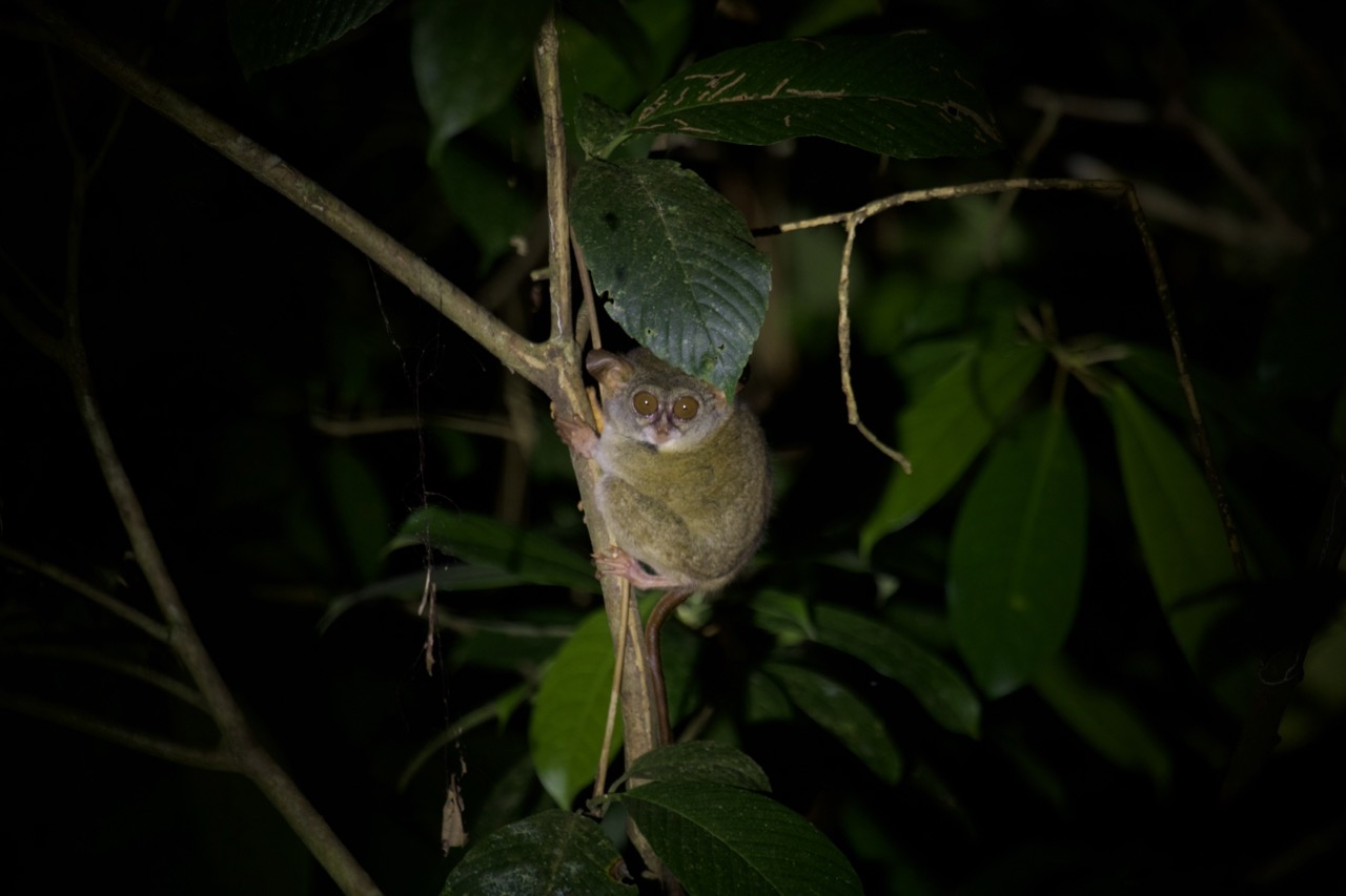 Tarsier Tarsier