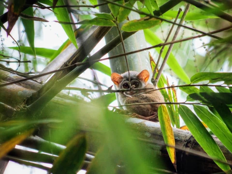 Tarsier