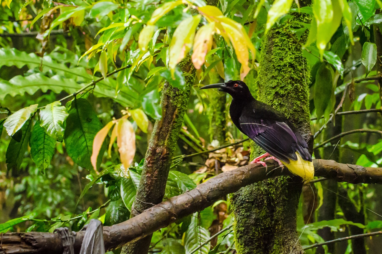 Oiseau de paradis à douze fils