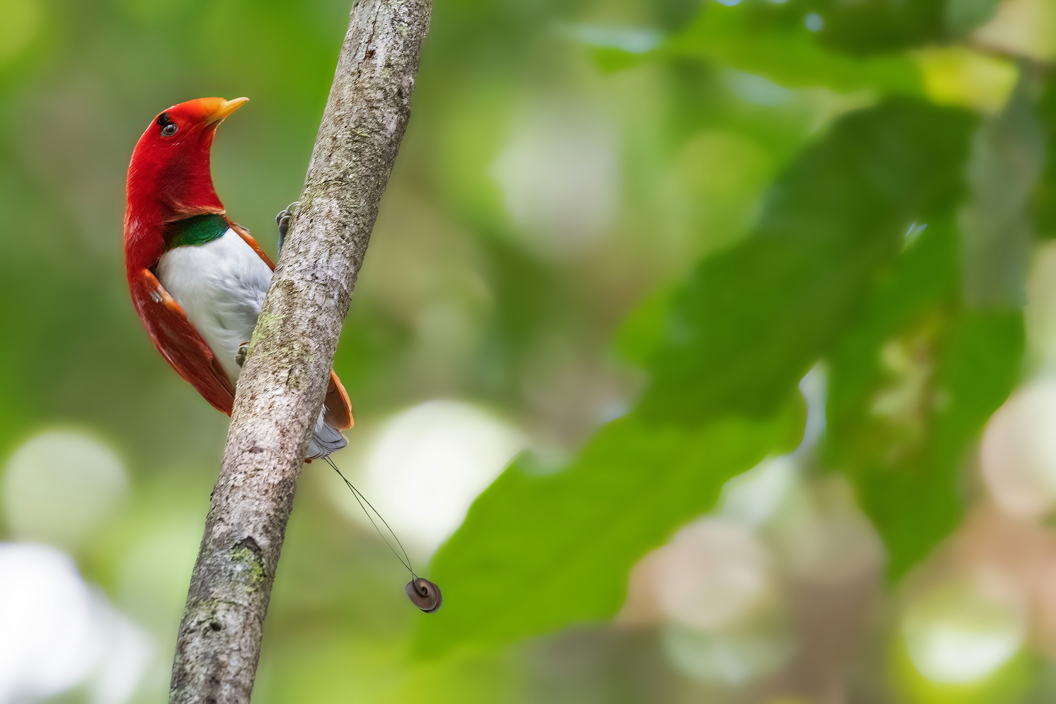 Roi Oiseau de Paradis