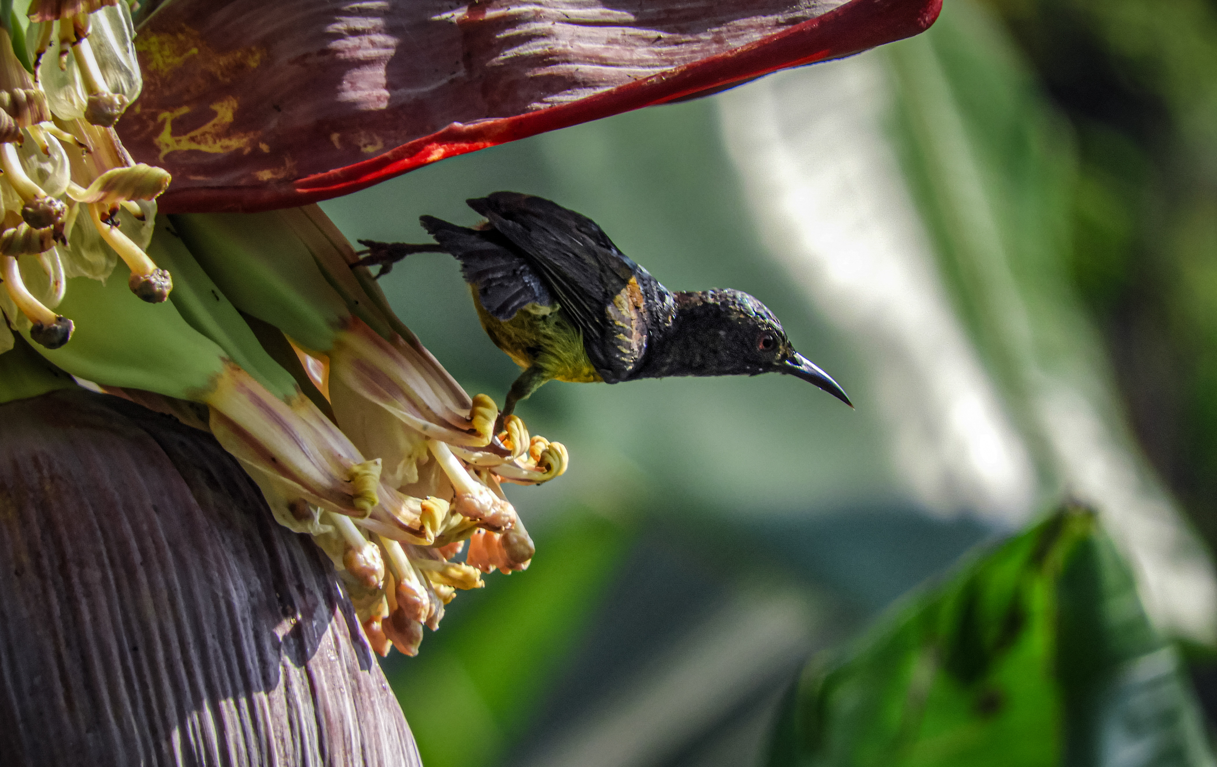 Bird of paradise
