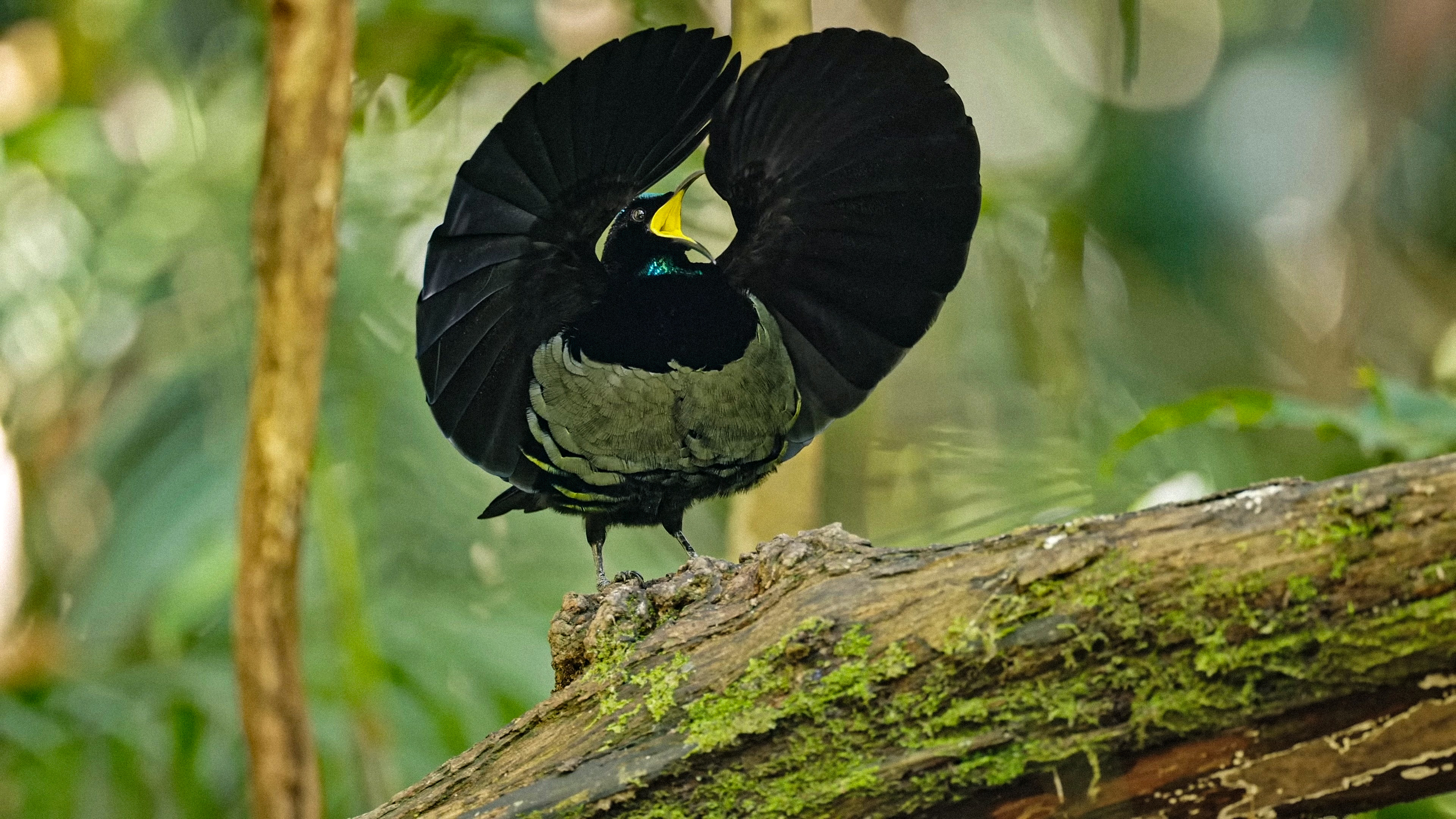 Magnificent Riflebird