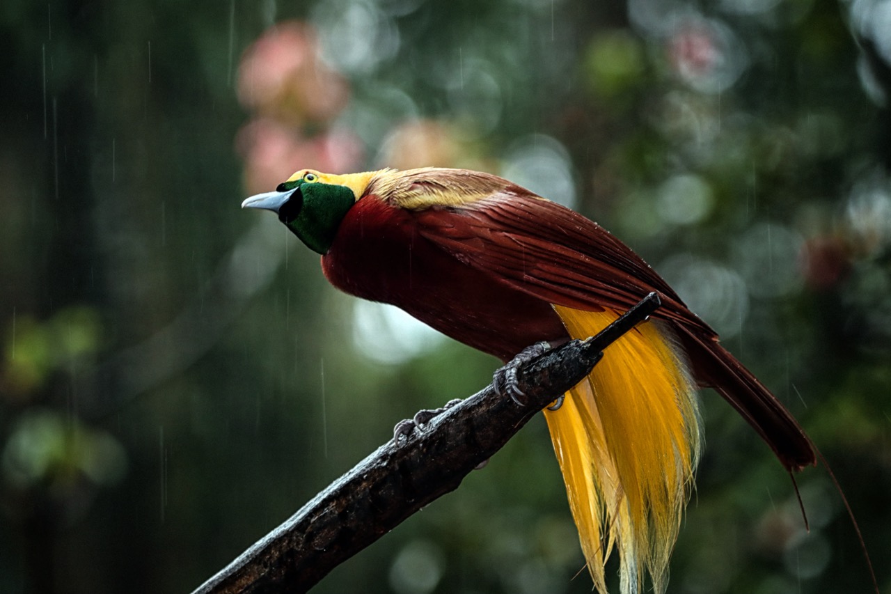 Magnifique oiseau de paradis