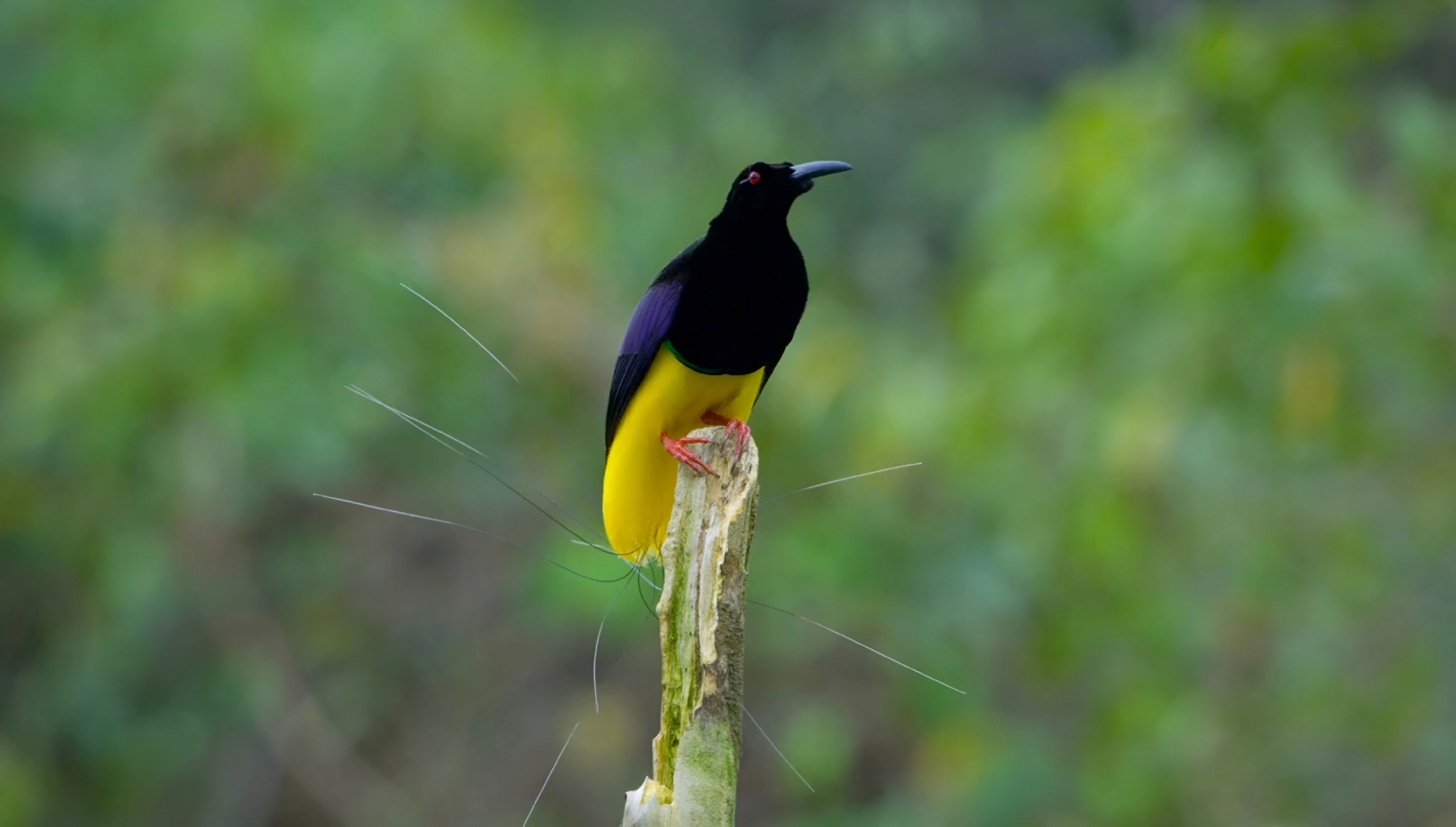Oiseau de paradis à douze fils