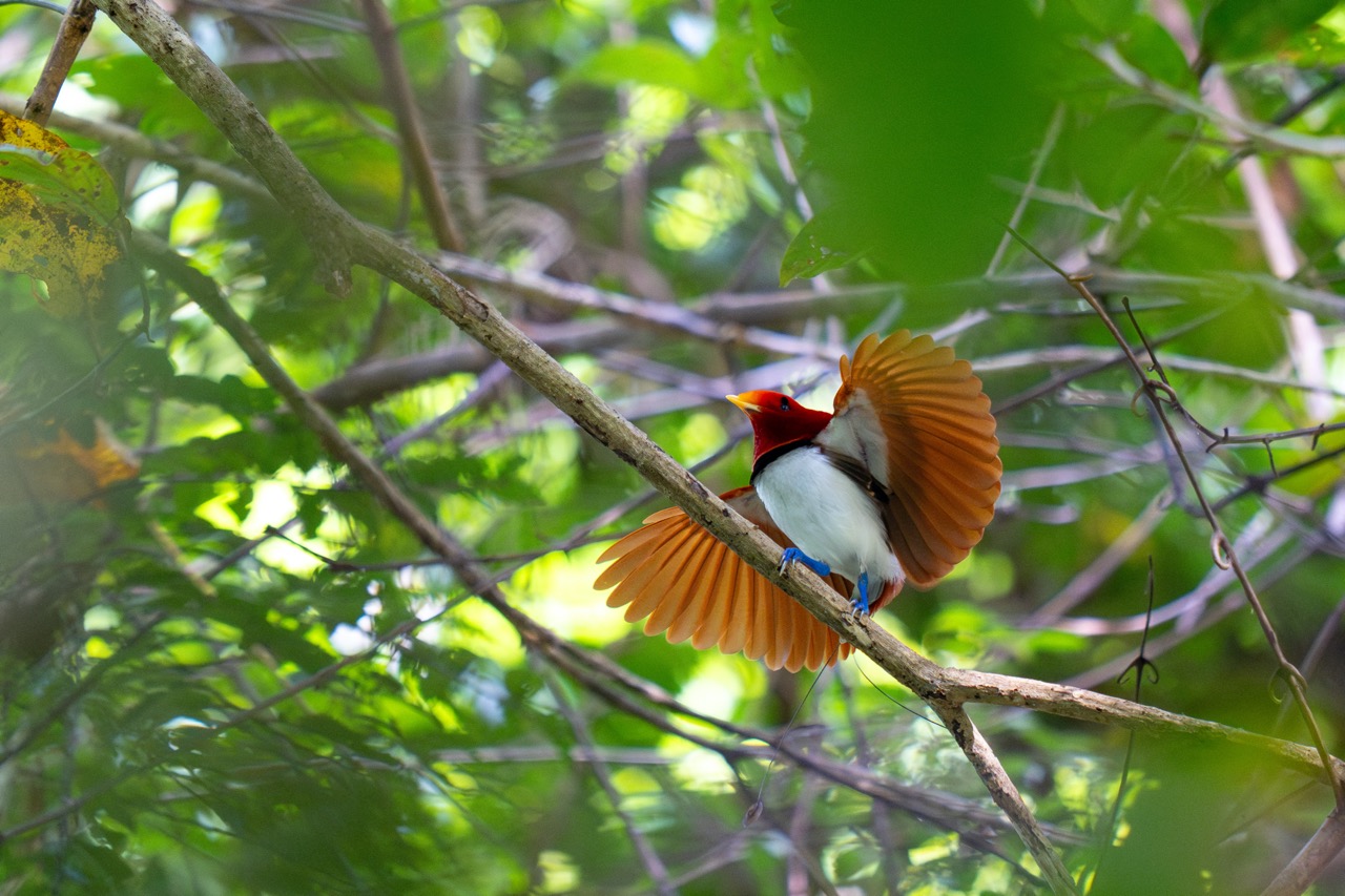 Roi Oiseau de Paradis