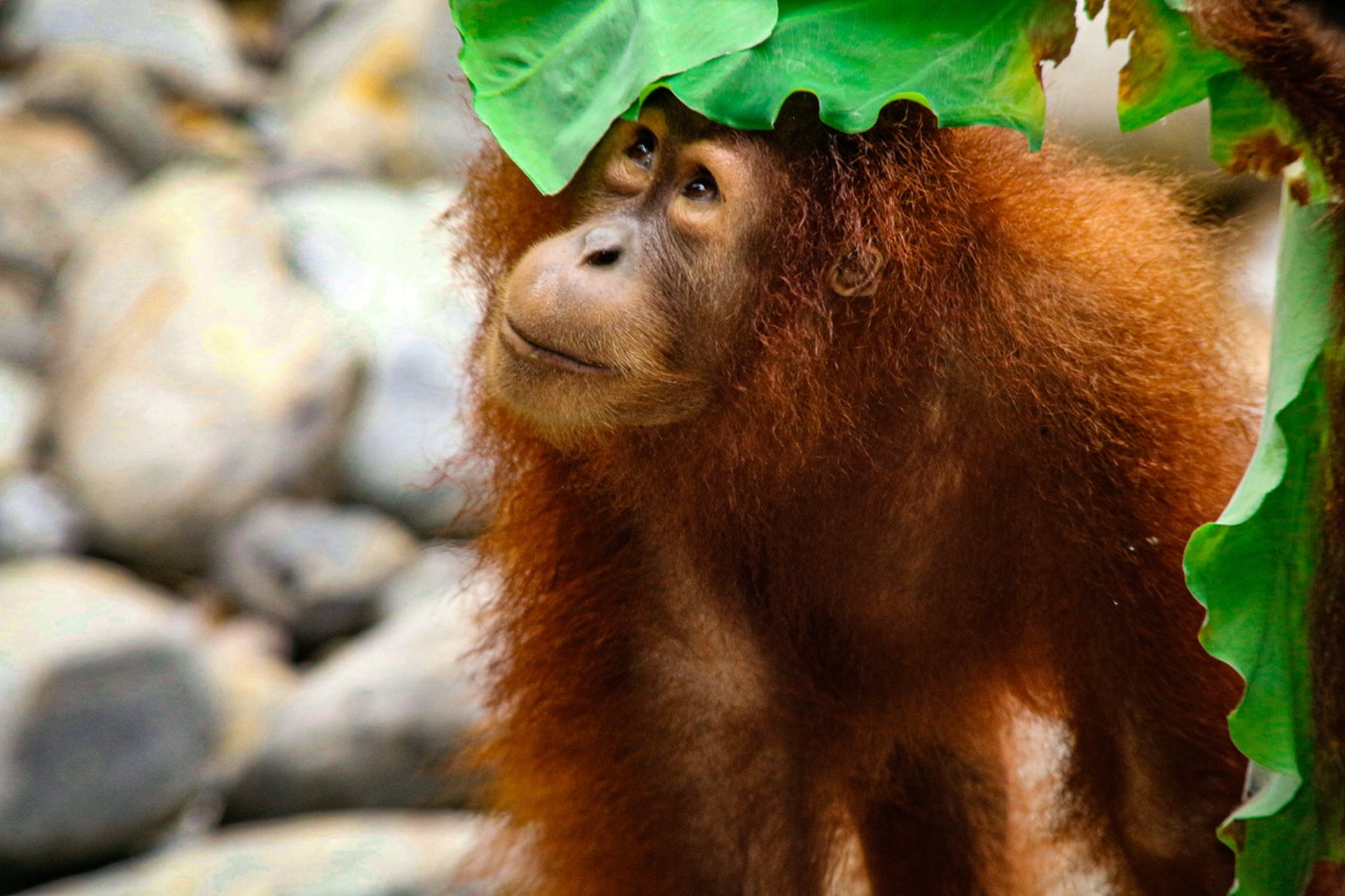 Orangutan Orangutan