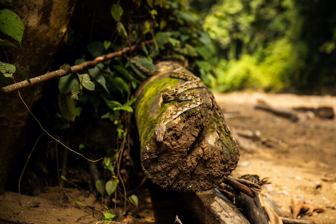 Snake in the jungle Snake in the jungle