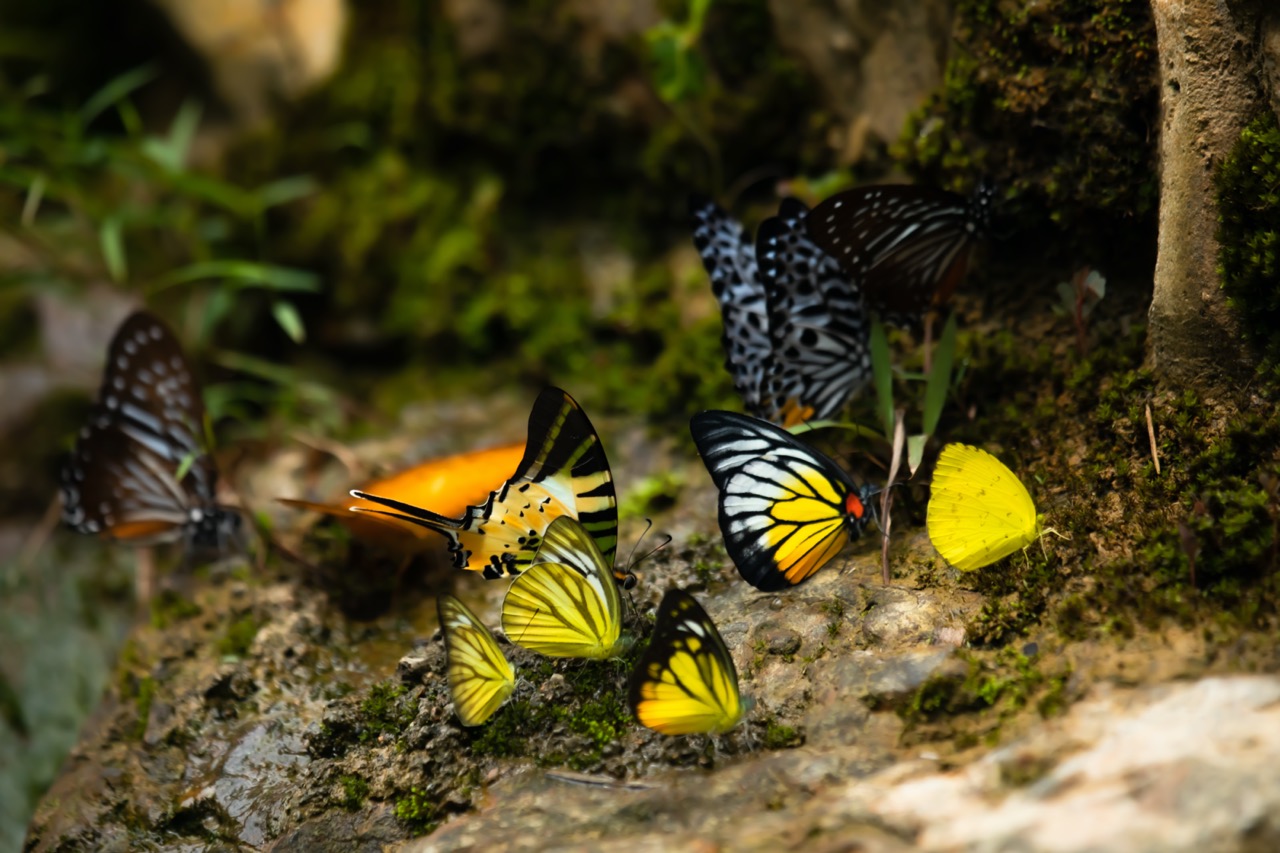Butterflies Butterflies