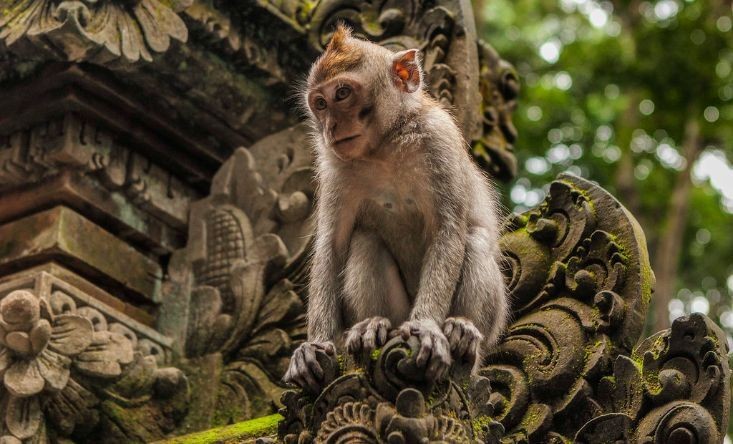 Sangeh Monkey Forest