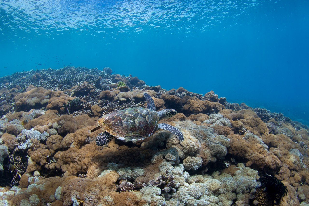 Snorkeling with a turtle