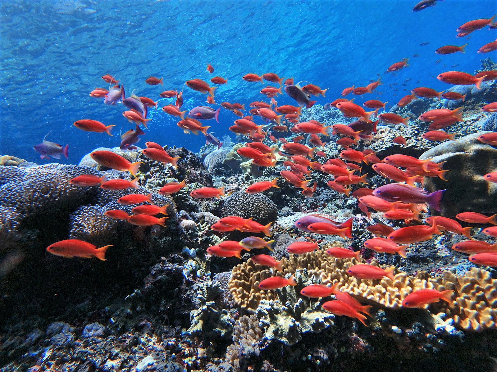 Plongée en apnée à Nusa Penida