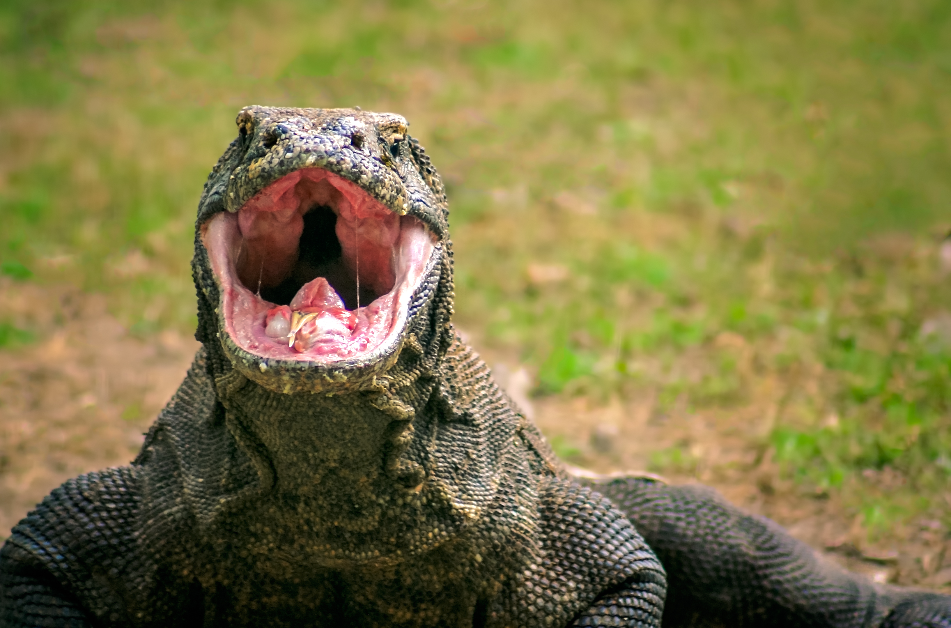 dragons de Komodo