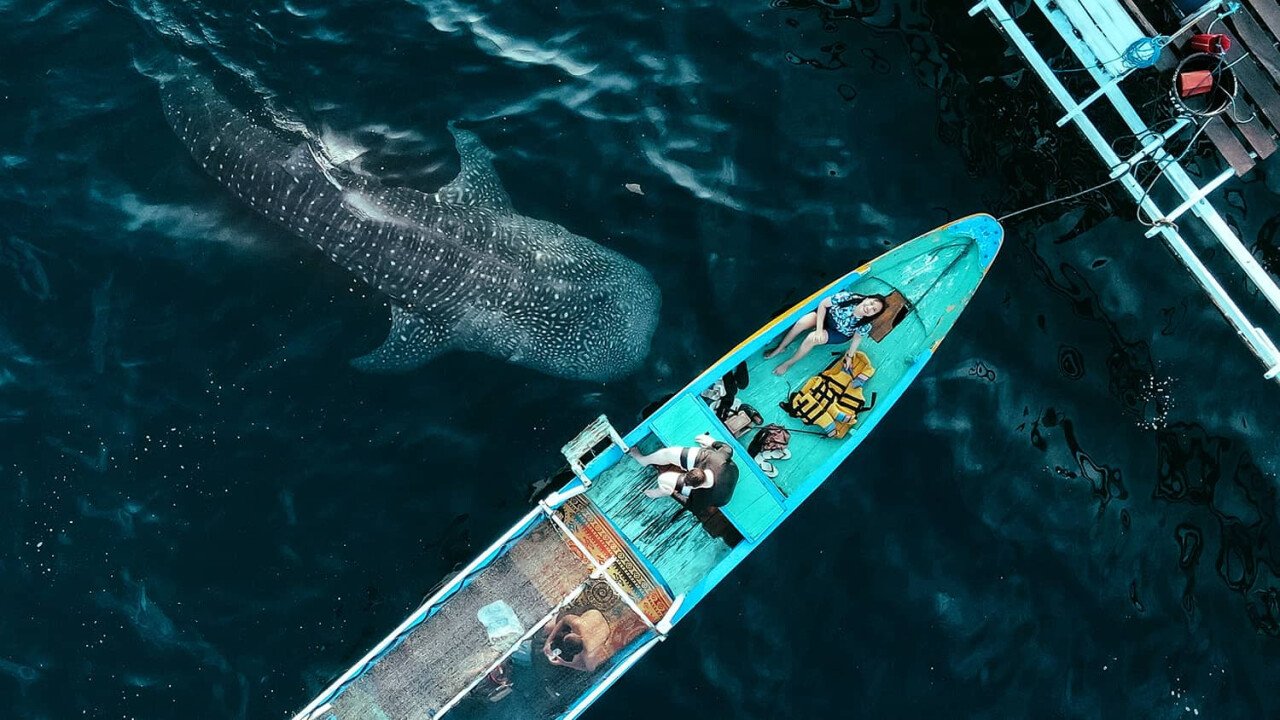 Requin baleine sous le bateau