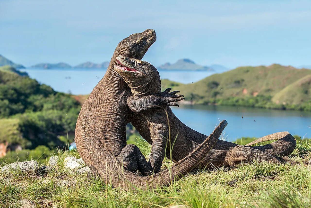 dragons de Komodo