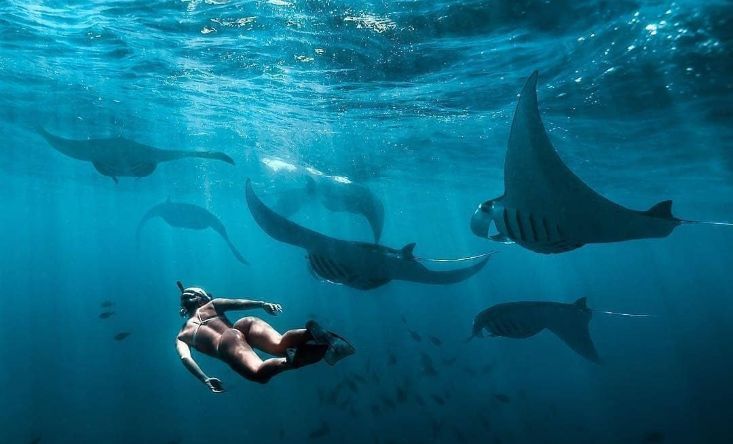 Snorkeling Manta Bay