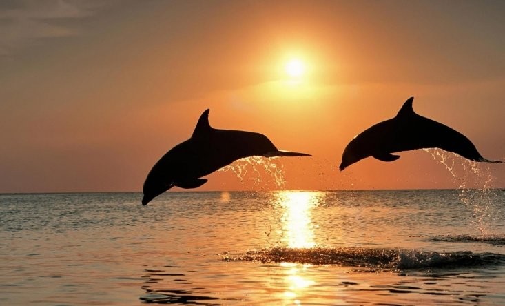 Dolphins