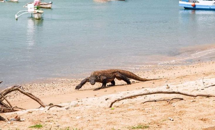 photo Open trip Komodo Islands by 