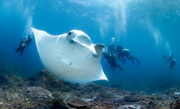 Diving With Manta Rays In Nusa Penida