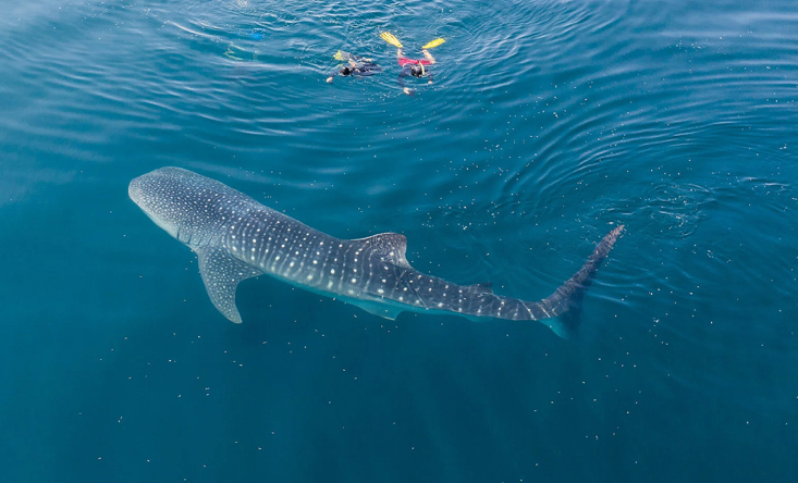 photo Open trip Komodo - Lombok Islands by Eastopia boat 4 days/ 3 nights 8