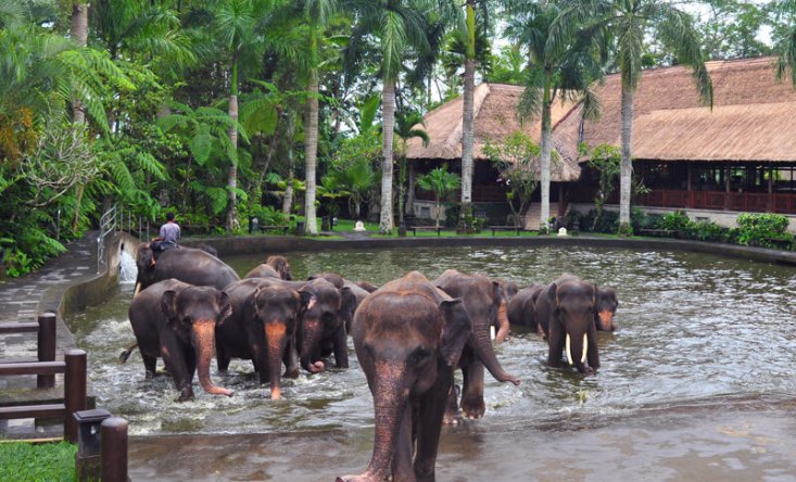photo Jumbo wash the elephants & lunch 10